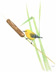 Protonothary Warbler