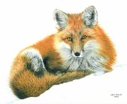 Red Fox