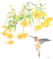 Rufous Hummingbird