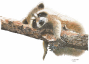 Sleepy Raccoon