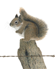 Squirrel