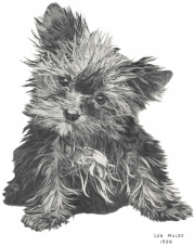 Yorkie Pup Image
