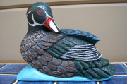 Wood Duck