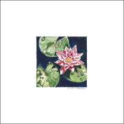 Miniature Water Lilly