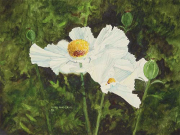 Matilija Poppies