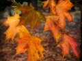 Autumn Leaves