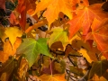 Fall Color