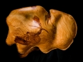 Italian Stone Pine "Clam"