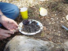 Gathering Pine Sap for Making Soap